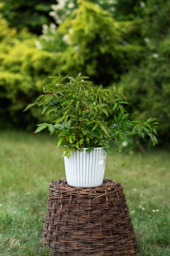 malina-polka-rubus-idaeus-powtarzajace-owocowanie-slodkie-czerwone-owoce-odmiana-deserowa-sadzonka-sadzonki-zielona-para-zielonapara