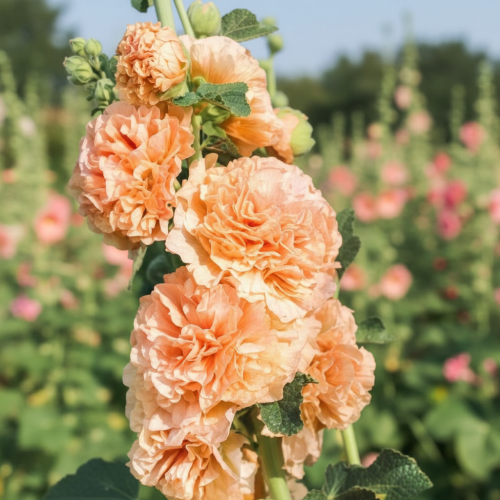 malwa-pelna-chaters-double-apricot-alcea-rosea-morelowe-pelne-kwiaty-wysoka-bylina-na-rabatki-sadzonka-sadzonki-zielona-para-zielonapara