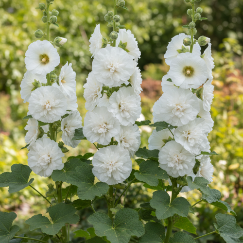 malwa-pelna-chaters-weiss-alcea-rosea-biale-pelne-kwiaty-wysoka-bylina-na-rabatki-sadzonka-sadzonki-zielona-para-zielonapara