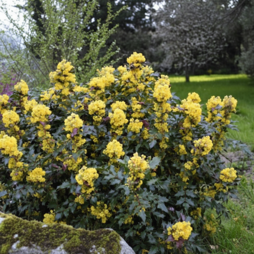 mahonia-pospolita-mahonia-aquifolium-zimozielone-liscie-zolte-kwiaty-niebieskie-owoce-krzew-ozdobny-sadzonka-sadzonki-zielona-para-zielonapara