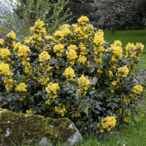 mahonia-pospolita-mahonia-aquifolium-zimozielone-liscie-zolte-kwiaty-niebieskie-owoce-krzew-ozdobny-sadzonka-sadzonki-zielona-para-zielonapara