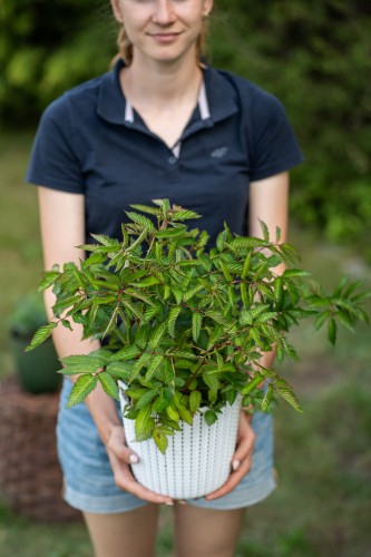 malina-glen-ample-rubus-idaeus-duze-czerwone-owoce-bezkolcowa-odmiana-deserowa-sadzonka-sadzonki-zielona-para-zielonapara