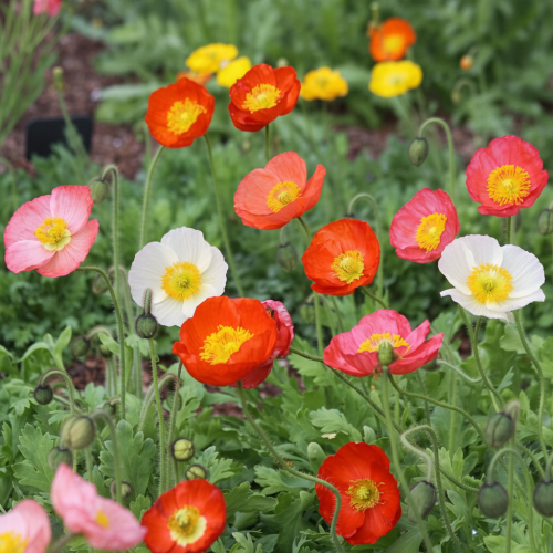mak-syberyjski-papaver-nudicaule-kolorowe-kwiaty-delikatne-platki-bylina-na-rabatki-sadzonka-sadzonki-zielona-para-zielonapara