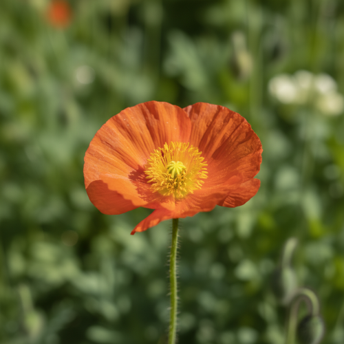 mak-syberyjski-wonderland-orange-papaver-nudicaule-pomaranczowe-kwiaty-delikatne-platki-bylina-na-rabatki-sadzonka-sadzonki-zielona-para-zielonapara