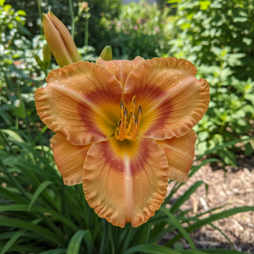 Liliowiec Beyond Riches