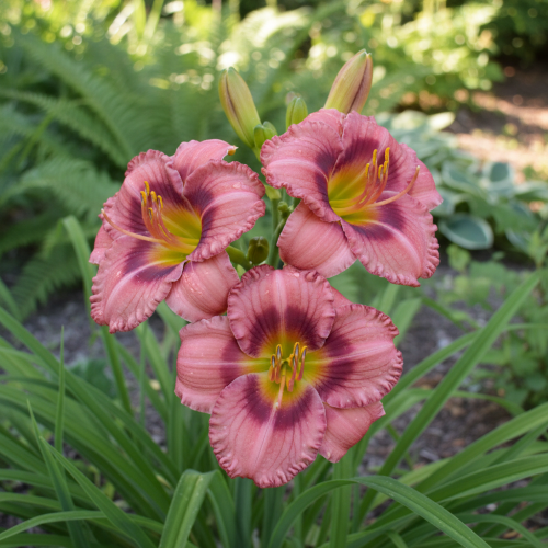 liliowiec-cosmopolitan-hemerocallis-cosmopolitan-rozowezolte-kwiaty-efektowna-bylina-na-rabatki-sadzonka-sadzonki-zielona-para-zielonapara
