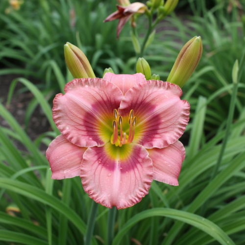 Liliowiec Cosmopolitan 