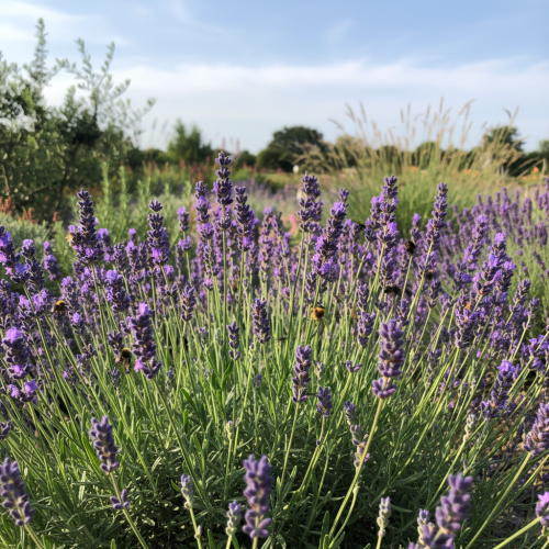 lawenda-waskolistna-dwarf-blue-lavandula-angustifolia-kompaktowy-pokroj-fioletowe-kwiaty-zimozielona-bylina-sadzonka-sadzonki-zielona-para-zielonapara