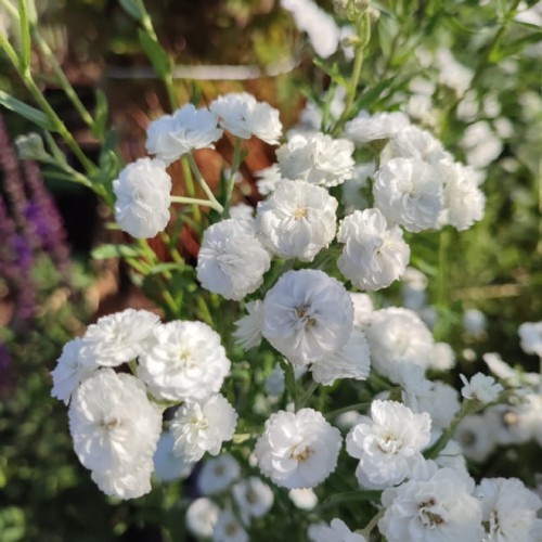 krwawnik-kichawiec-the-pearl-achillea-ptarmica-pelne-biale-kwiaty-miododajna-bylina-na-rabatki-sadzonka-sadzonki-zielona-para-zielonapara