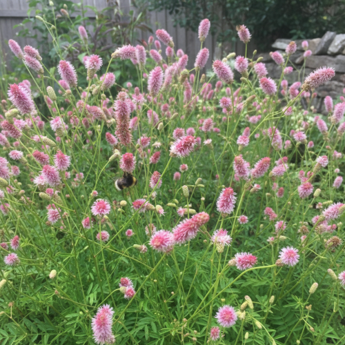 krwisciag-sanguisorba-officinalis-zielonapara-sadzonka-duza-zdrowa-czerwone-kwiaty-2.jpg