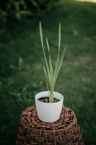 konwalia-majowa-convallaria-majalis-biale-dzwonkowate-kwiaty-intensywny-zapach-bylina-do-cienia-sadzonka-sadzonki-zielona-para-zielonapara