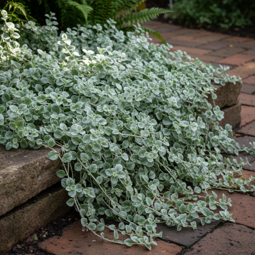 dichondra-srebrzysta-dichondra-argentea-srebrne-liscie-roslina-zwisajaca-okrywowa-balkonowa-sadzonka-sadzonki-zielona-para-zielonapara