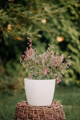 kłosowiec-Agastache-Agastache-zielonapara-zielona-para-sadzonka-0657.jpg