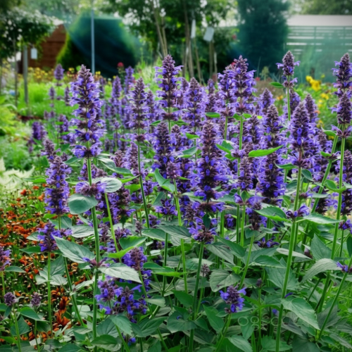 kłosowiec-Agastache-Agastache-zielonapara-zielona-para-sadzonka-0657.jpg