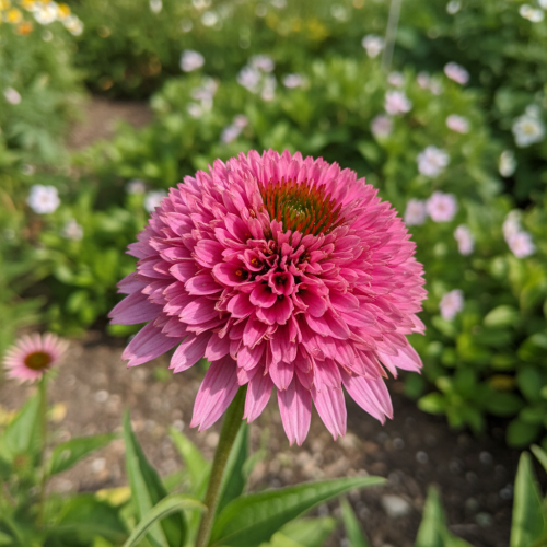 jezowka-mini-belle-echinacea-purpurea-rozowe-kwiaty-kompaktowy-pokroj-miododajna-bylina-sadzonka-sadzonki-zielona-para-zielonapara