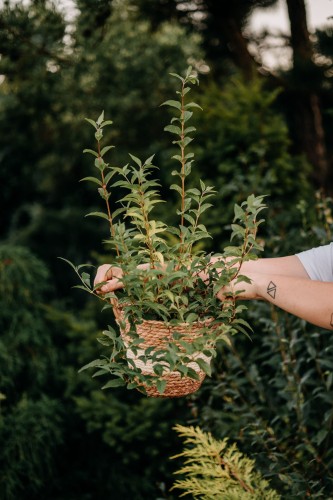 jasminowiec-wonny-virginal-philadelphus-virginal-pelne-biale-kwiaty-intensywny-zapach-krzew-ozdobny-sadzonka-sadzonki-zielona-para-zielonapara