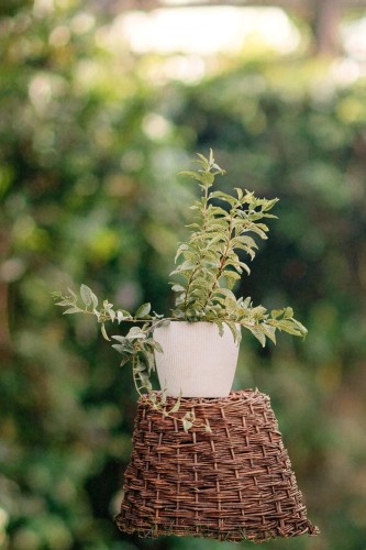 forsycja-pospolita-variegata-forsythia-intermedia-cechy-pstre-liscie-zoltekwiaty-wczesnowiosenna-sadzonka-sadzonki-zielona-para-zielonapara.jpg