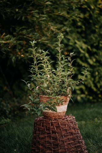 jasminowiec-philadelphus-coronarius-biale-kwiaty-intensywny-zapach-krzew-ozdobny-na-zywoplot-sadzonka-sadzonki-zielona-para-zielonapara