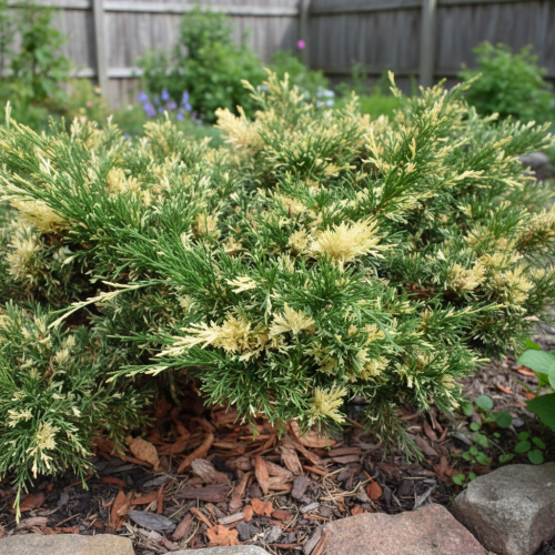 jalowiec-sabinski-variegata-juniperus-sabina-pstre-igly-rozlozysty-pokroj-krzew-iglasy-ozdobny-sadzonka-sadzonki-zielona-para-zielonapara