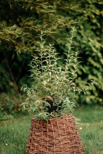 jasminowiec-girandole-philadelphus-girandole-biale-kwiaty-pelne-obfite-kwitnienie-krzew-ozdobny-sadzonka-sadzonki-zielona-para-zielonapara