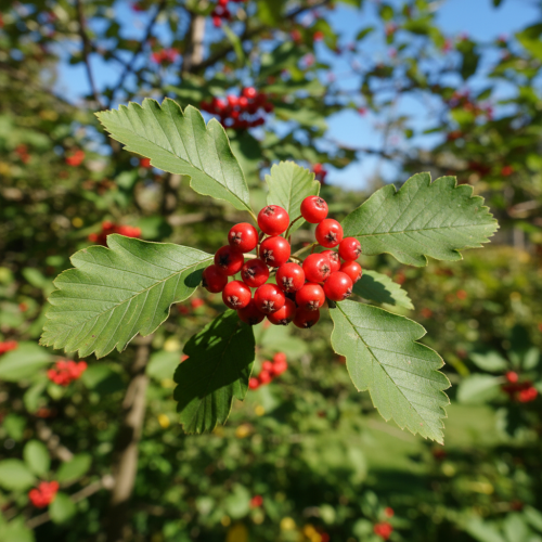 jarzab-szwedzki-sorbus-intermedia-dekoracyjne-liscie-pomaranczowe-owoce-drzewo-ozdobne-i-miododajne-sadzonka-sadzonki-zielona-para-zielonapara