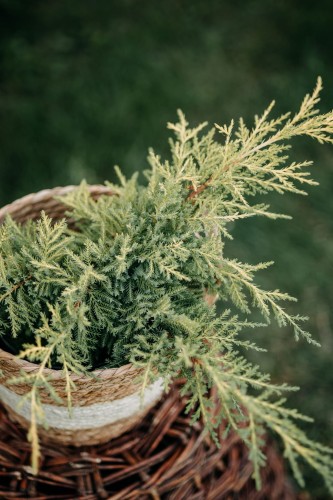 jalowiec-pospolity-spotty-spreader-juniperus-communis-pstre-igly-rozlozysty-pokroj-krzew-iglasy-okrywowy-sadzonka-sadzonki-zielona-para-zielonapara