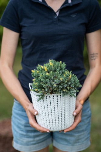 jalowiec-juniperus-floreant-zielonapara-sadzonka-duza-zdrowa-ozdobne-iglak.jpg
