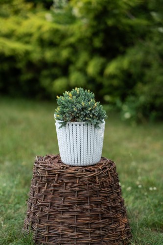 jalowiec-juniperus-floreant-zielonapara-sadzonka-duza-zdrowa-ozdobne-iglaki.jpg