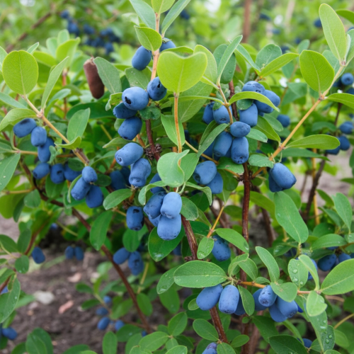 jagoda-kamczacka-honey-blue-lonicera-caerulea-miodowy-smak-owoce-plenny-krzew-owocowy-sadzonka-sadzonki-zielona-para-zielonapara