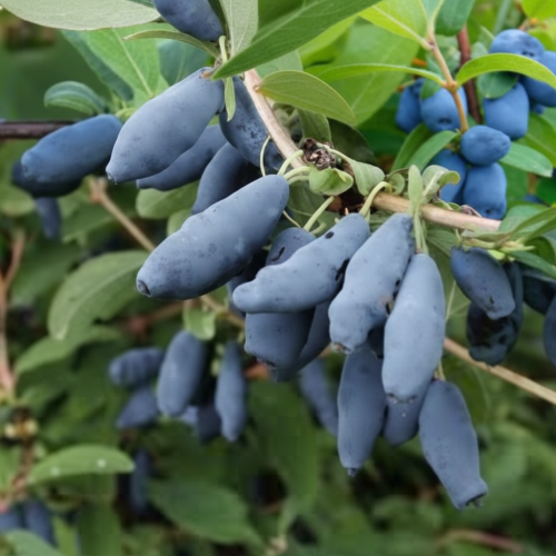 jagoda-kamczacka-aurora-duza-4-letnia-sadzonka-lonicera-caerulea-duze-slodkie-owoce-wysoka-plennosc-mrozoodporny-krzew-sadzonka-sadzonki-zielona-para-zielonapara