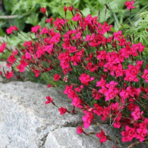 gozdzik-kropkowany-brilliant-dianthus-deltoides-czerwone-kwiaty-niska-bylina-15-25cm-sadzonka-sadzonki-zielona-para-zielonapara