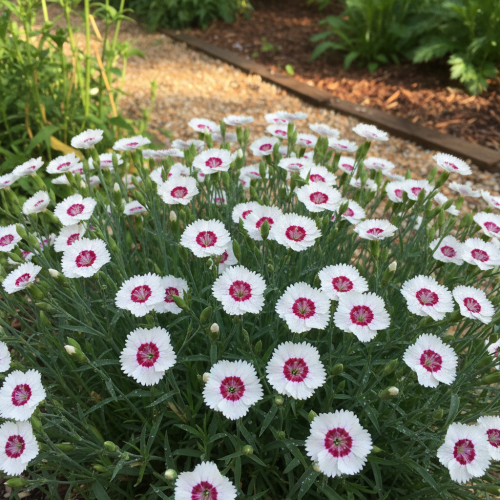 gozdzik-kropkowany-arctic-fire-dianthus-deltoides-biale-kwiaty-czerwone-oko-niska-bylina-15-25cm-sadzonka-sadzonki-zielona-para-zielonapara