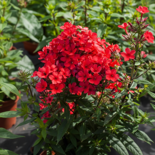 Floks wiechowaty Flame Red