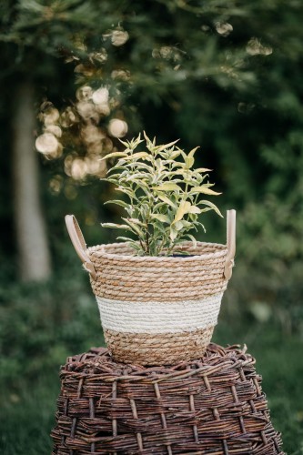 deren-bialy-gouchaultii-cornus-alba-zolto-zielone-liscie-czerwone-pedy-krzew-ozdobny-sadzonka-sadzonki-zielona-para-zielonapara