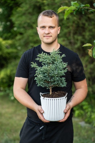 cyprysik-groszkowy-chamaecyparis-pisifera-boulevard-zielonapara-sadzonka-duza-zdrowa-srebrzyste-iglak.jpg