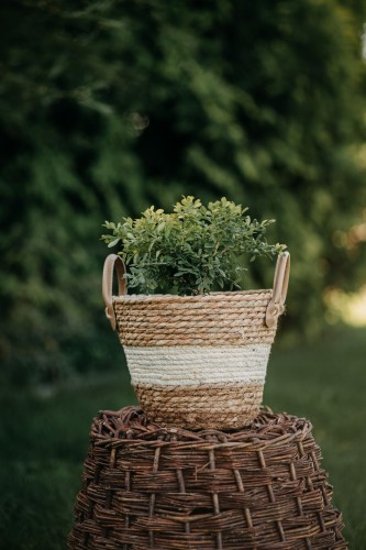 bukszpan-wieczniezielony-buxus-sempervirens-aureovariegata-zielonapara-sadzonka-duza-zdrowa-zimozielony-liscie-zoltozielone