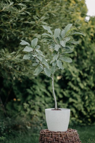 buk-zwyczajny-fagus-sylvatica-zielone-liscie-drzewo-lisciaste-sadzonka-sadzonki-zielona-para-zielonapara