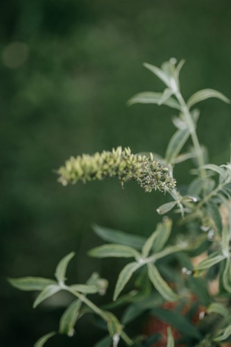 budleja-dawida-pink-cascade-buddleja-davidii-rozowe-pachnace-kwiaty-krzew-miododajny-sadzonka-sadzonki-zielona-para-zielonapara