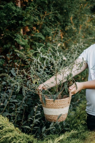 budleja-dawida-pink-cascade-buddleja-davidii-rozowe-pachnace-kwiaty-krzew-miododajny-sadzonka-sadzonki-zielona-para-zielonapara
