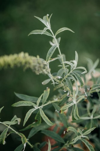 budleja-Dawida-Omyżn-Buddleja-davidii-Omyżn-zielonapara-zielona-para-sadzonka-0345.jpg