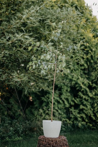 brzoza-pozyteczna-dorenbos-betula-utilis-zdrowa-duza-sadzonka-zielona-para.jpg