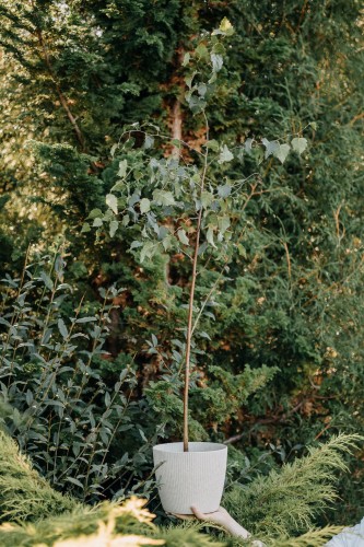brzoza-pozyteczna-dorenbos-betula-utilis-zdrowa-duza-sadzonka-zielona-para.jpg