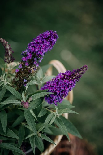 budleja-dawida-buddleja-davidii-miss-ruby-zielonapara-sadzonka-duza-zdrowa-rubinowo-rozowe-kwiaty
