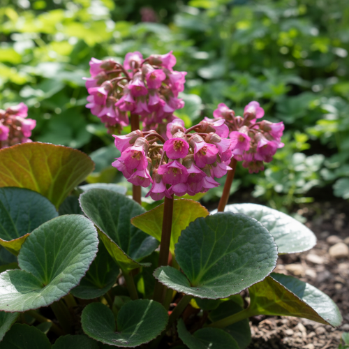bergenia-sercolistna-eden-dark-margin-bergenia-cordifolia-ciemnozielone-liscie-czerwony-brzeg-rozowe-kwiaty-bylina-zimozielona-sadzonka-sadzonki-zielona-para-zielonapara