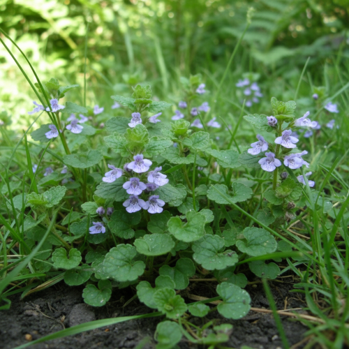 bluszczyk-kurdybanek-glechoma-hederacea-zielonapara-sadzonka-duza-zdrowa-fioletowe-kwiaty