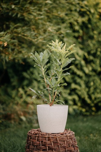 azalia-wielkokwiatowa-rhododendron-luteum-northern-hi-zielonapara-sadzonka-duza-zdrowa-czerwono-zolte-kwiaty