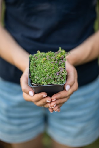 azorella-trojwidlasta-minima-azorella-trifurcata-zielone-poduszkowe-kepy-niska-bylina-skalna-sadzonka-sadzonki-zielona-para-zielonapara