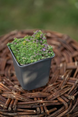 azorella-trojwidlasta-minima-azorella-trifurcata-zielone-poduszkowe-kepy-niska-bylina-skalna-sadzonka-sadzonki-zielona-para-zielonapara