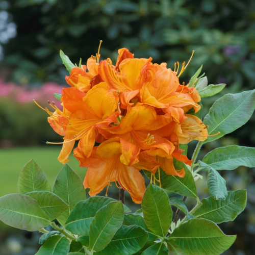 azalia-Azalea-Azalea-zielonapara-zielona-para-sadzonka-0672.jpg