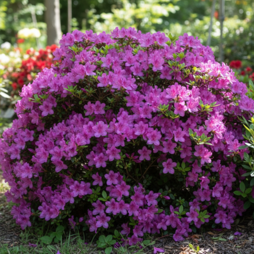 Azalia japońska Purpurtraum